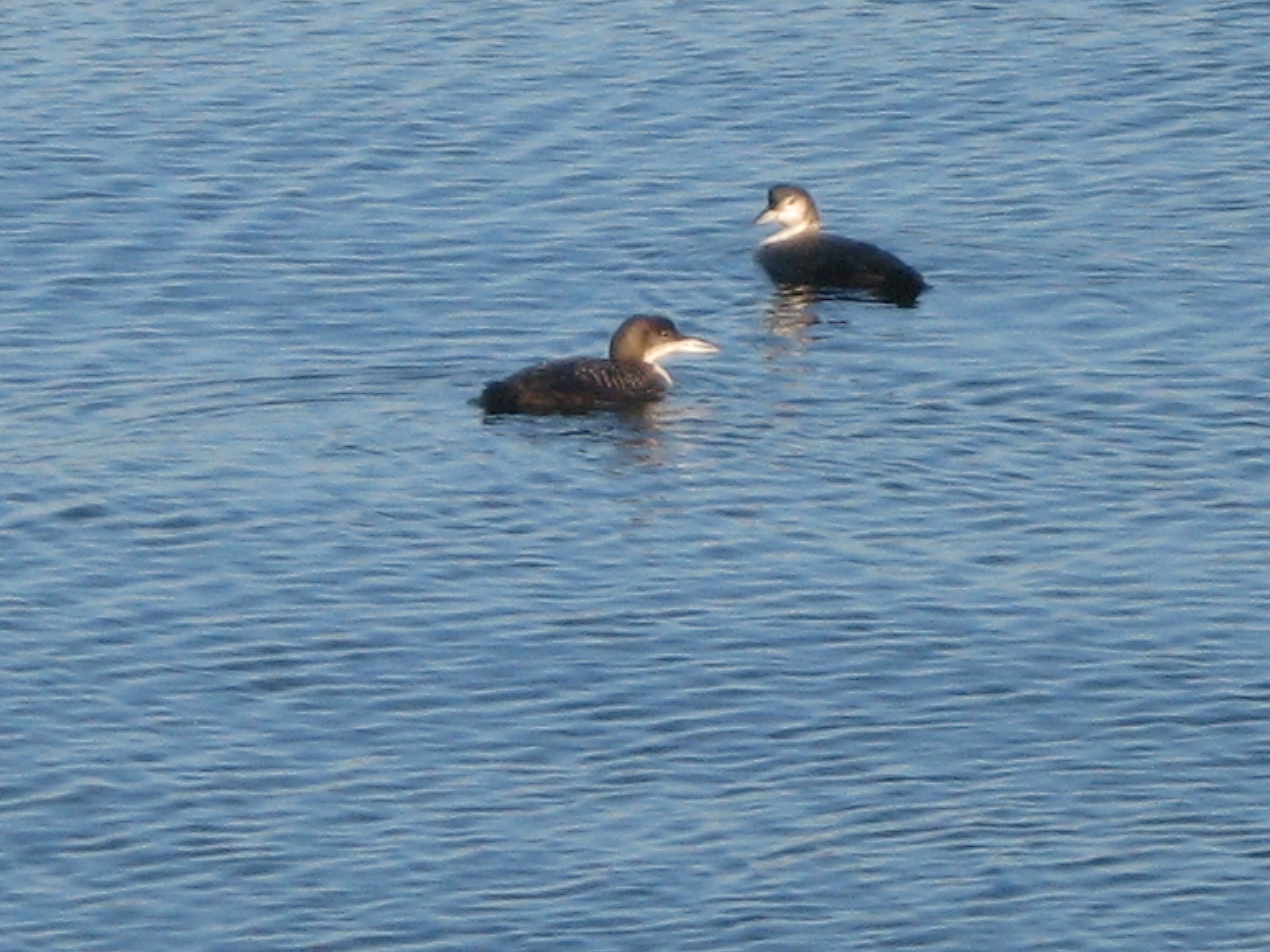 Red-throated loons hanging together.