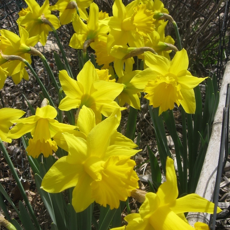 jfries-daffodils-4.8.24-72dpi