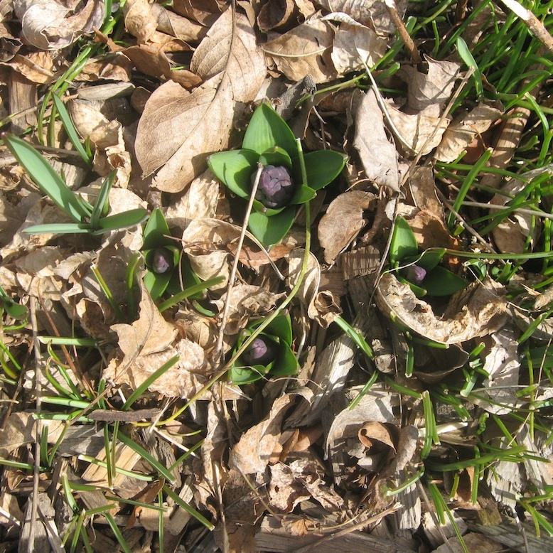 JFries hyacinths 4.8.24 72dpi